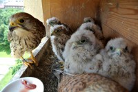 /album/a13-6-2013/krmeni-5-jpg1/